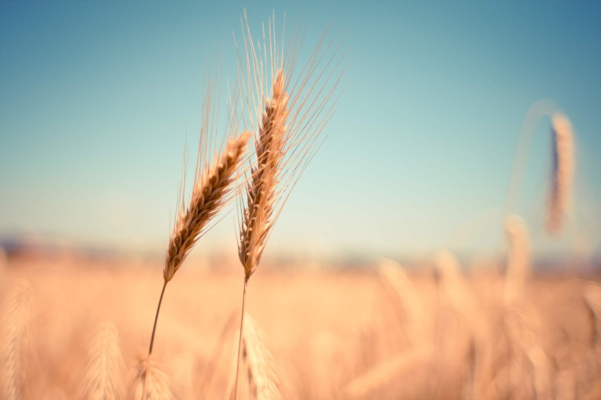 Sown wheat up in Serbia – bread grain prices will likely skyrocket