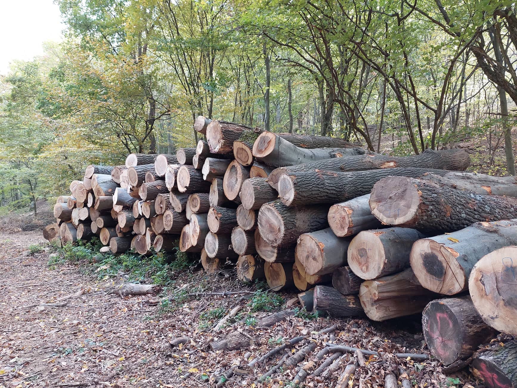 Timber prices fall in Serbia after panic buying