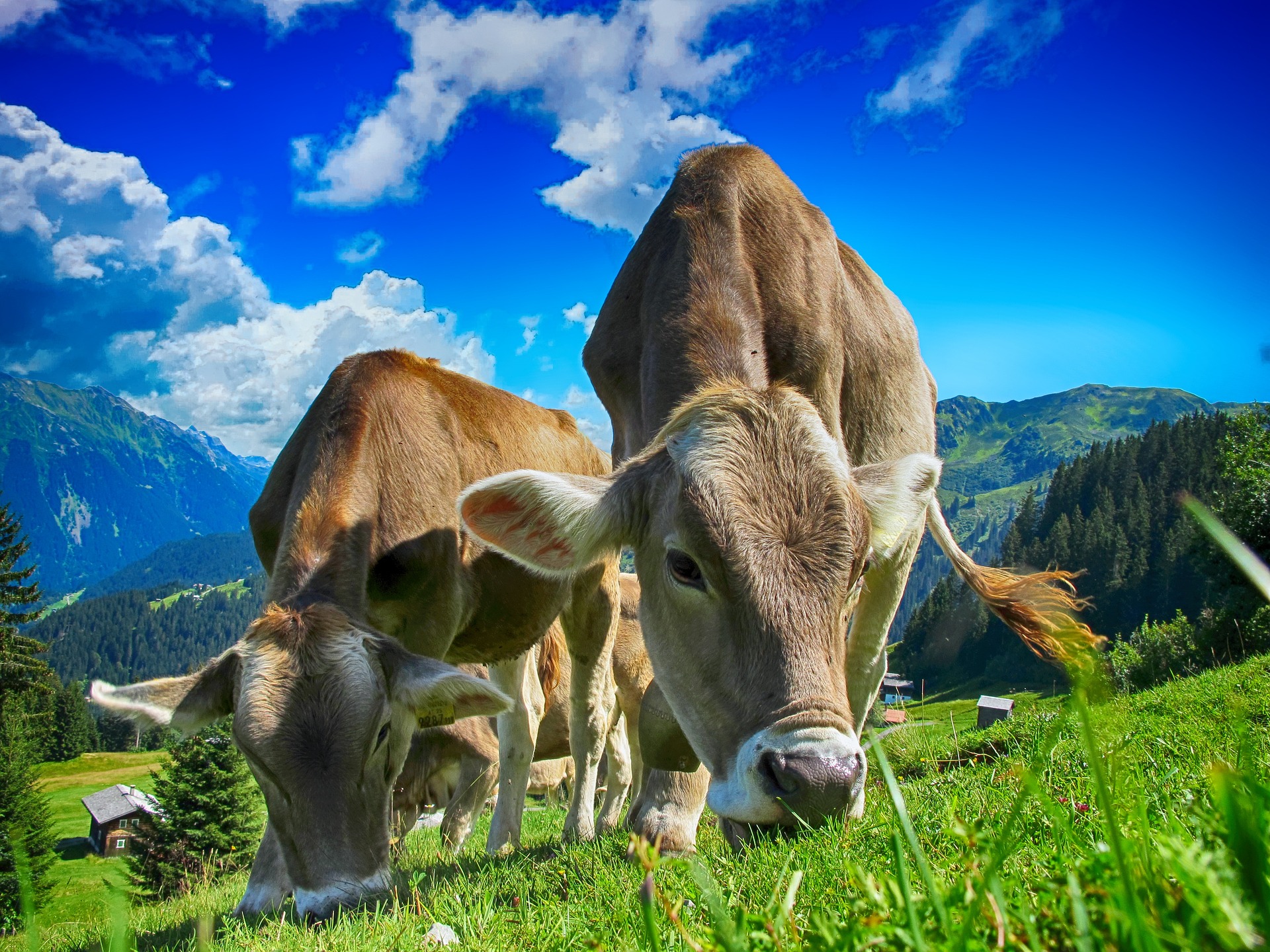 Austrian farmers: Ursula von der Leyen is killing agriculture