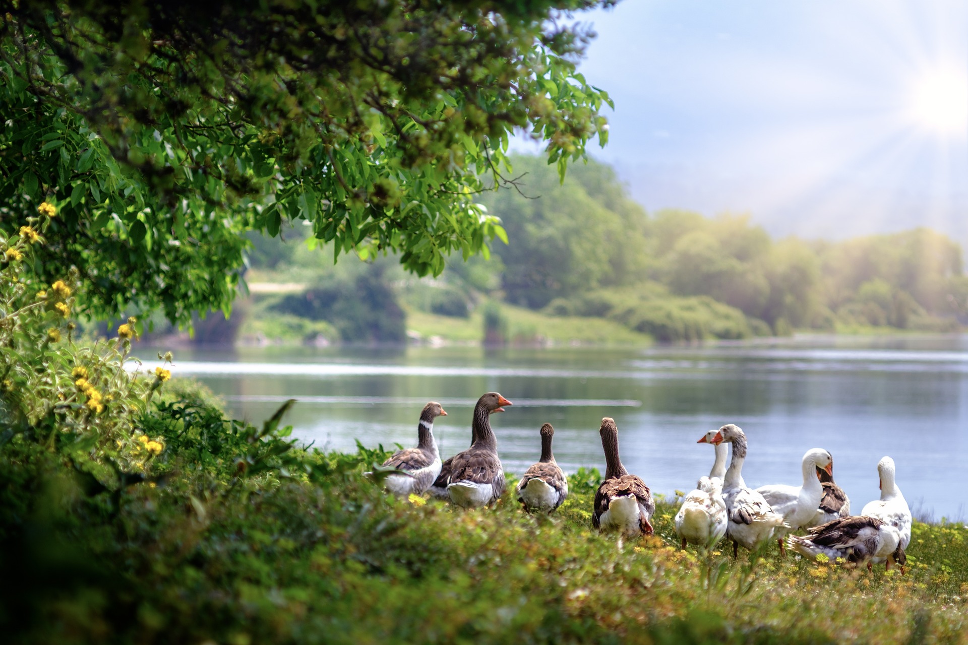 Bird flu threatens European biodiversity