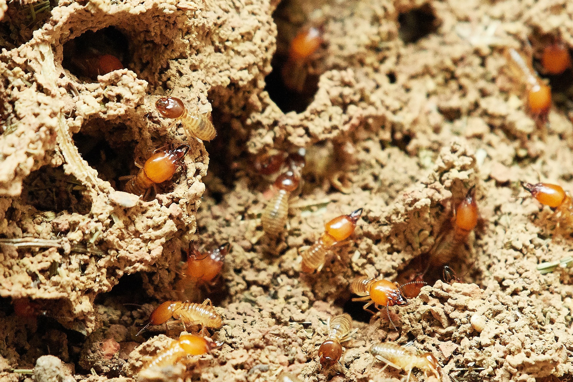 School teaches kids to eat insects